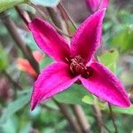 Clematis texensis Flower