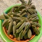 Peperomia asperula Hoja