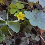 Oxalis stricta Blüte