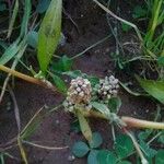 Persicaria maculosa Blüte