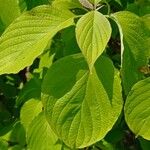 Cornus rugosa Feuille