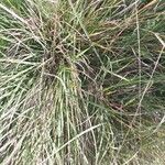 Tripsacum dactyloides 葉