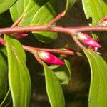 Cavendishia bracteata Fruitua