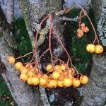 Sorbus aucupariaFruto