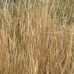 Festuca ambigua Flower