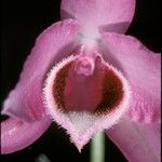Dendrobium parishii Flower