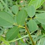 Grona triflora Leaf