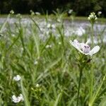 Justicia americana Blomma