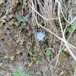 Gentiana prostrata Fiore