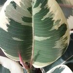 Ficus elastica Folha