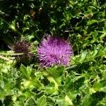 Cirsium acaulon Altro