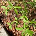 Croton glandulosus Blatt