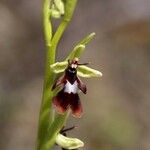 Ophrys insectifera 花