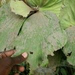 Platycerium stemaria 叶