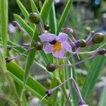 Solanum glaucophyllum ᱡᱚ