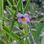 Solanum glaucophyllum Plod