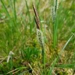 Carex nigra Květ