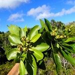 Xanthostemon vieillardii Hábito