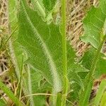 Pilosella piloselloides Leaf