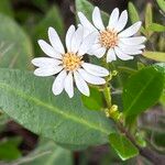 Aster ageratoides Flors