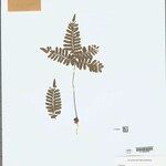 Adiantum terminatum Folha