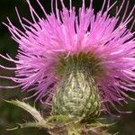 Cirsium altissimum Цвят