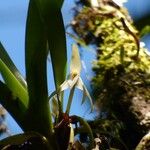 Jumellea triquetra Flor