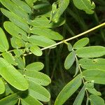 Entada polystachya Hoja