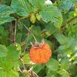 Rubus ellipticus ഫലം