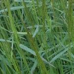Agrostis gigantea Hoja