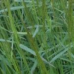 Agrostis gigantea Leaf