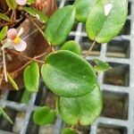 Begonia elaeagnifolia Hoja
