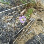 Spergularia rupicola Flower