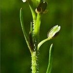 Lepidium nitidum Hàbitat