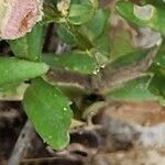 Valeriana vesicaria Leaf