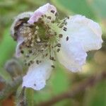 Rubus ferocior Квітка