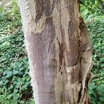 Melaleuca styphelioides Bark