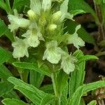 Sideritis hyssopifolia 花