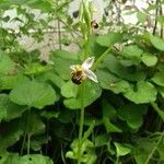 Ophrys apiferaCvet