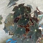 Begonia heracleifolia 叶