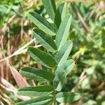 Galega officinalis Blatt