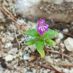 Galeopsis pyrenaica Flower