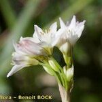Nothoscordum borbonicum Blüte