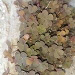 Oxalis corniculata 葉