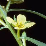 Ludwigia linifolia Fiore