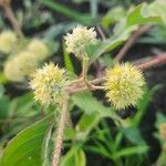Cyathula uncinulata Blüte