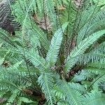 Blechnum spicant Hostoa