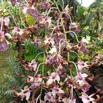 Dendrobium conanthum 花