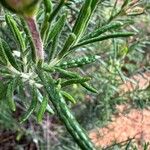 Cistus umbellatus Feuille