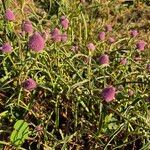 Sphaeranthus kirkii Flor